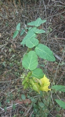Prestonia mollis