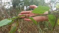 Prestonia mollis