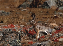 Lepus tolai