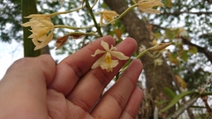 Epidendrum bracteolatum