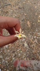 Epidendrum bracteolatum
