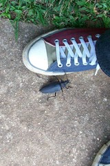 Ctenoscelis acanthopus