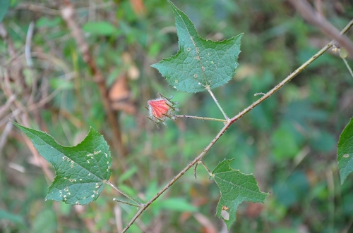 Comfortroot (Hibiscus hispidissimus)