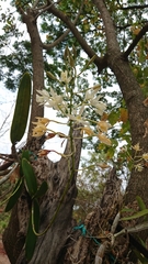 Epidendrum bracteolatum