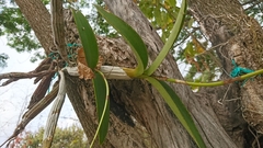 Epidendrum bracteolatum