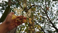 Epidendrum bracteolatum