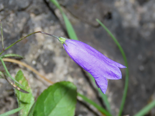 Cottian Bellflower (Campanula stenocodon)