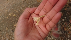 Epidendrum bracteolatum