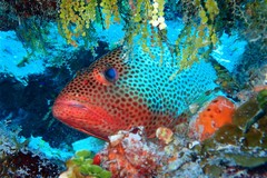 Epinephelus guttatus