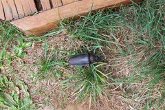 Ctenoscelis acanthopus