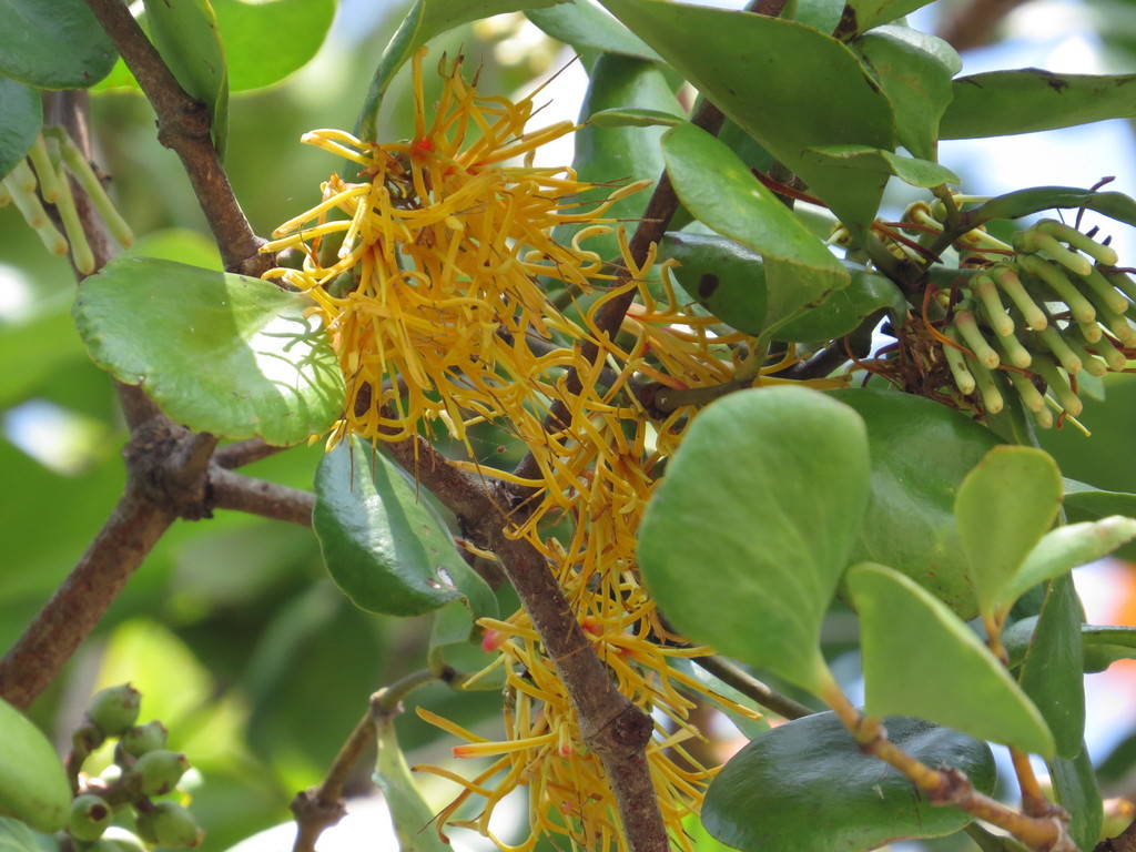 Amyema queenslandica