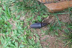 Ctenoscelis acanthopus