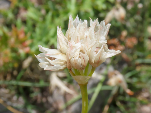 Narcissus onion (Allium narcissiflorum)