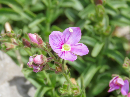 Rose Mountain Speedwell (Veronica fruticulosa)