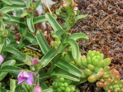 Veronica fruticulosa, photograph 3