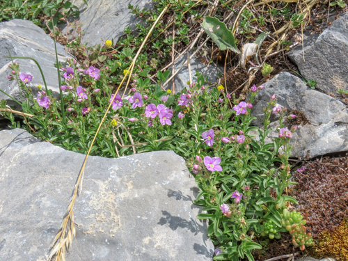 Veronica fruticulosa, photograph 4
