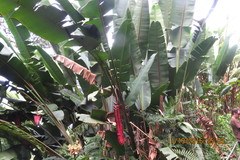 Heliconia mariae