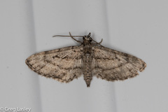 Eupithecia longidens