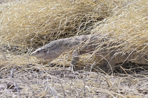 Spencer's Monitor