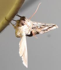 Cornutiplusia circumflexa