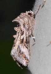 Cornutiplusia circumflexa