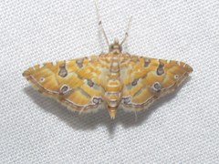 Ommatospila narcaeusalis