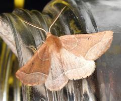 Drepanogynis cnephaeogramma