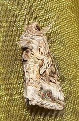 Cornutiplusia circumflexa