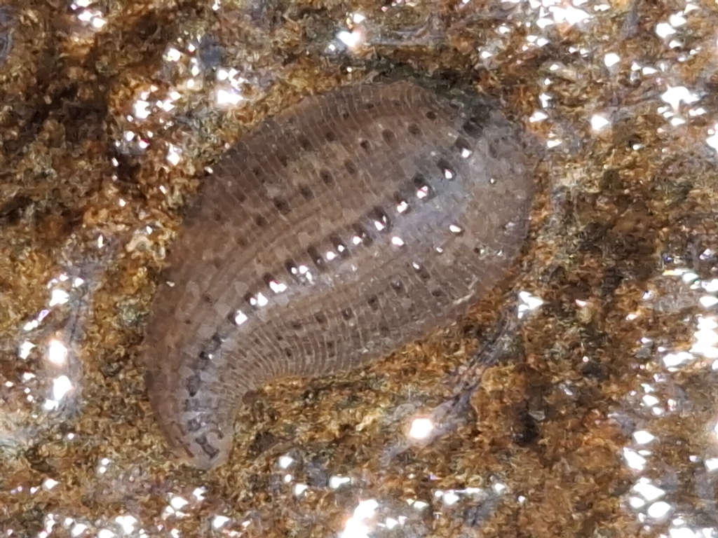 European Freshwater Leech