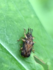 Sumitrosis inaequalis