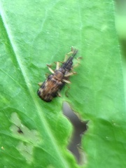 Sumitrosis inaequalis