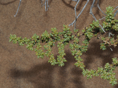 Trianthema hereroensis