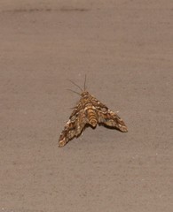 Elophila difflualis