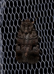 Thoracolopha flexirena