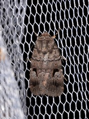 Thoracolopha flexirena