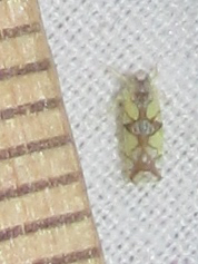 Protalebrella conica