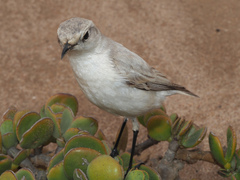 Emarginata tractrac