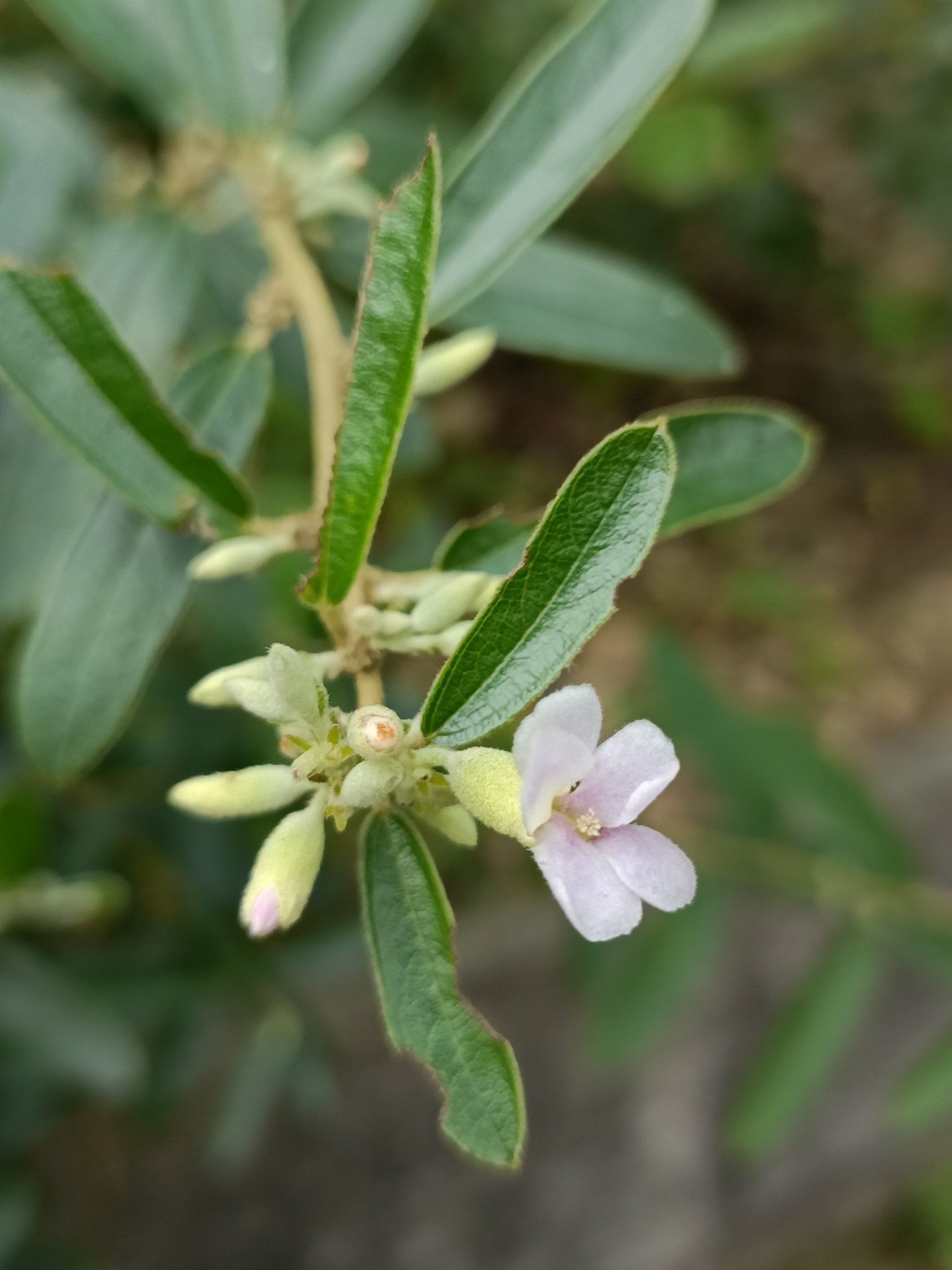 Narrow-Leaved Screwtree (Helicteres angustifolia)