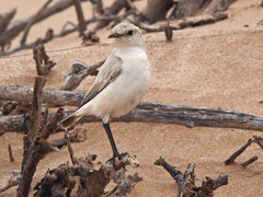Emarginata tractrac