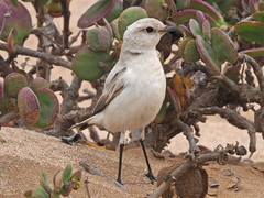 Emarginata tractrac