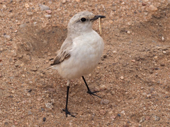 Emarginata tractrac