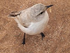 Emarginata tractrac