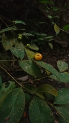 Psidium sartorianum