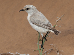 Emarginata tractrac