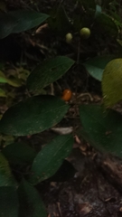 Psidium sartorianum