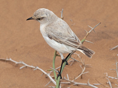 Emarginata tractrac