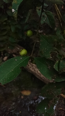 Psidium sartorianum