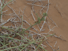 Acanthosicyos horridus