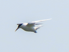 Thalasseus sandvicensis eurygnathus