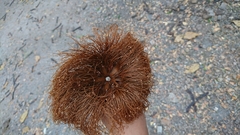 Pseudobombax guayasense